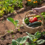 Cultivating Savings and Nurturing Financial Freedom Through Vegetable Gardening