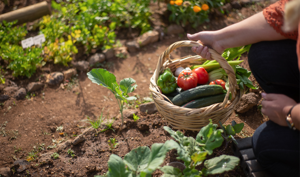 Cultivating Savings and Nurturing Financial Freedom Through Vegetable Gardening